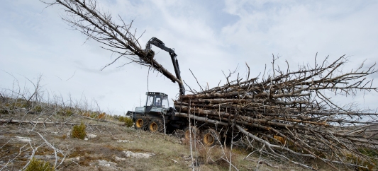 Chantier de collecte de bois incendiés, photo BioEnergie Lozère