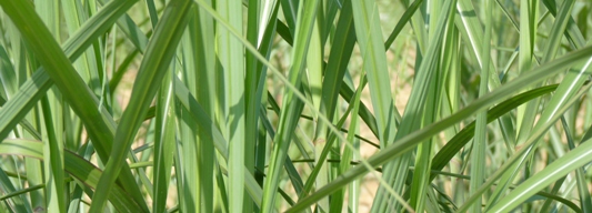 Miscanthus, photo Frédéric Douard