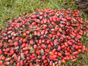 Noix de palme, photo Frédéric Douard