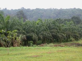 Palmeraie dans la forêt tropicale camerounaise, photo Frédéric Douard