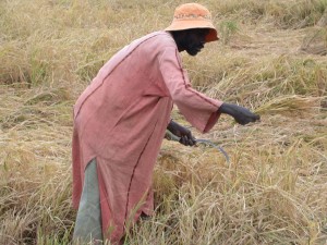 Récolte artisanale du riz au Sénégal, photo Frédéric Douard