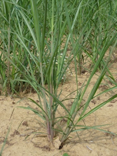 L'herbe à éléphants, roseau de chine ou miscanthus, photo Frédéric Douard