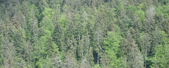 Forêt jurassienne, photo Frédéric Douard