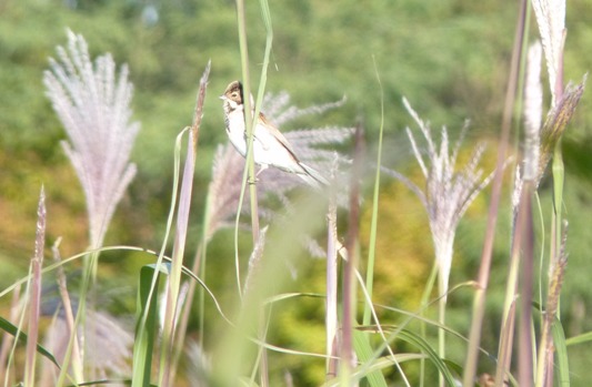 Bruant des roseaux dans la plantation de miscanthus de Mantry dans le Jura, photo Frédéric Douard