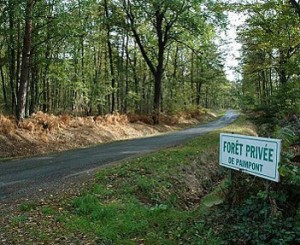 La forêt bretonne source d’énergie