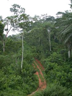 Forêt tropicale humide en Afrique de l'Ouest, photo Frédéric Douard