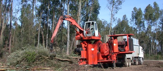 Chantier de déchiquetage d'eucalyptus dans la plaine d'Aléria avec la déchiqueteuse historique Morbark, photo Frédéric Douard