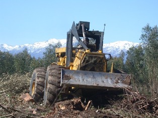 Débuscage d'eucalyptus par Corse Bois Energie, photo Frédéric Douard