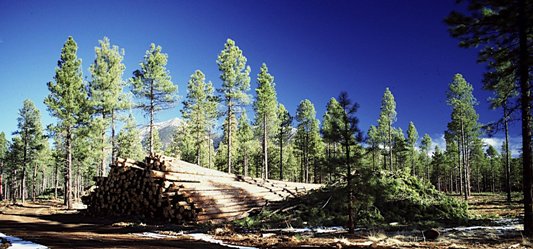Le Canada des bioénergies, photo Forest Industry Network