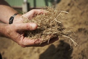 Bagasse, photo MSPA