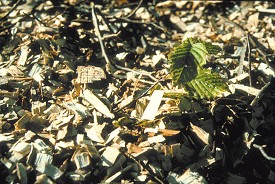 Plaquettes de charme, photo Frédéric Douard