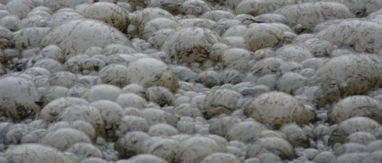 Surface d'un substrat organique en pleine méthanogénèse, photo Frédéric Douard
