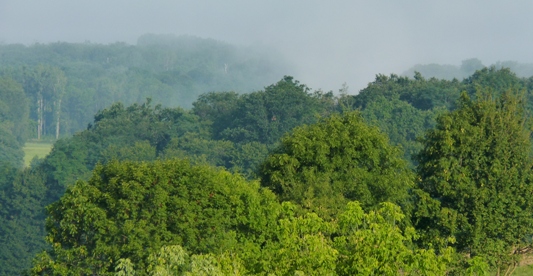 Forêt française, photo Frédéric Douard