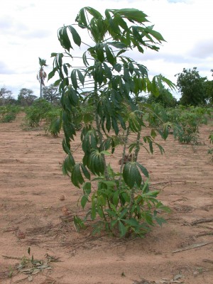 Plantation de manioc, photo Frédéric Douard