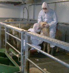 Chercheurs de l'INRA de Tours