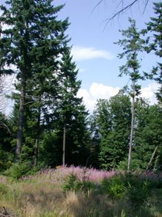 Forêt de Bourgogne, photo Frédéric Douard