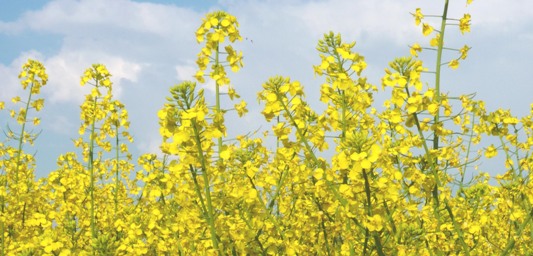 Les producteurs français d’oléagineux inquiets pour l’avenir du biodiesel national