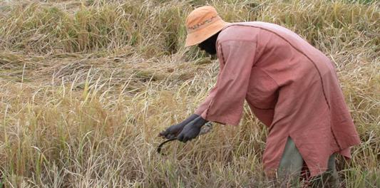 Récolte artisanale de riz au Sénégal, photo Frédéric Douard