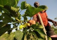Production de courant électrique grâce à l'huile de jatropha, photo FAO