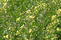 Cameline en fleurs, photo Robert Evans, ARS