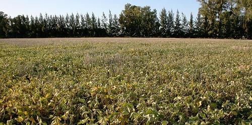 En Argentine, le biodiesel est fabriqué à partir du soja, photo ©Luis Argerich (Flickr)