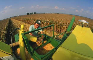 Recherche sur les variétés de maïs, photo Bruce Fritz, USDA ARS