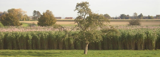 Champ de miscanthus à Boussu en Wallonie, photo Olivier Ghesquière