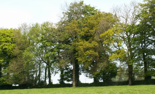 L'agroforesterie traditionnelle, celle du bocage, ici à Ruisseauville dans le Boulonnais, photo Xavier Douard