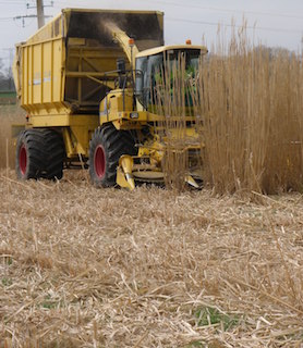 Récolte de Miscanthus, photo Aile