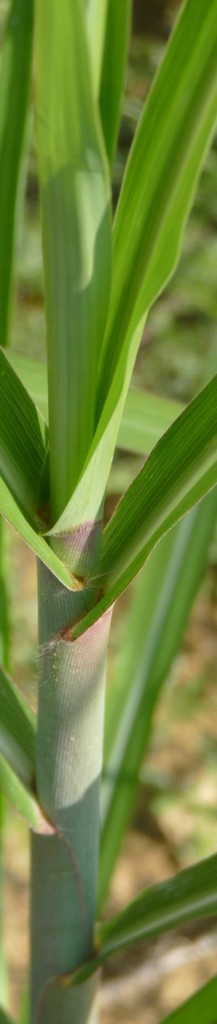 Tige de miscanthus, photo Frédéric Douard