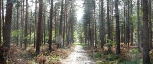 Forêt de Retz dans l'Aisne, photo URCPIE
