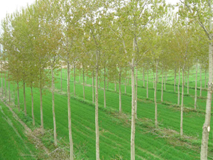 Peupliers et blé dans une parcelle agroforestière