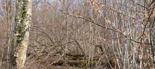 Plus de 40 %du bois qui pousse chaque année dans les forêts françaises est perdu, photo Frédéric Douard