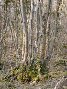 Bois-énergie sur pied, photo Frédéric Douard
