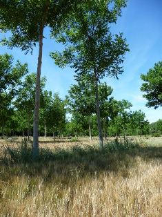 Agroforesterie, photo Agroof