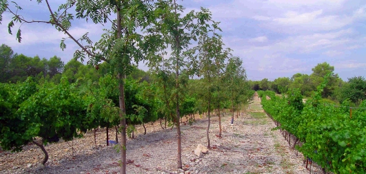 Cormiers et vignes, photo @ Fabien Liagre, Agroof