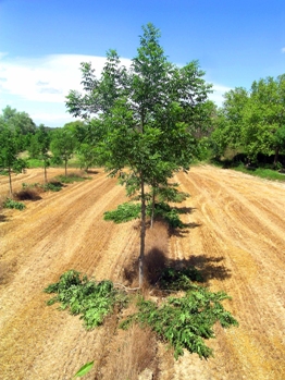 La taille annuelle des arbres pendant le premier quart de leur vie est indispensable - Noyer hybride 9 ans, photo @ Christian Dupraz, INRA