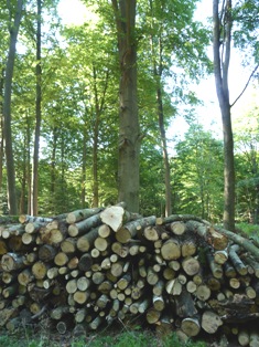 Le bois, une bioressource renouvelable, photo Frédéric Douard