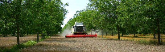 Moisson en parcelle agroforestière, photo Agroof