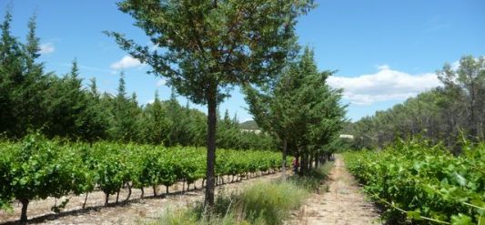 Parcelle agroforestière en vignoble, photo Agroof