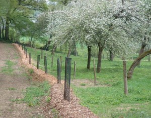 Plantation de haie dans l'Orne, photo CA 61