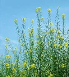 Brassica carinata