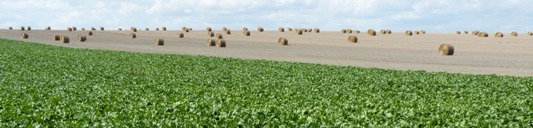 Champ de betteraves sucrières dans le nord de la France, photo Frédéric Douard