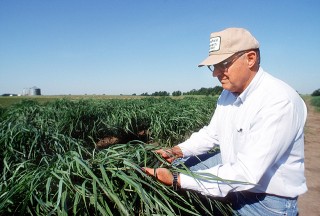 Panic érigé, Brett Hampton, USDA, service de recherche agricole, photo USDA