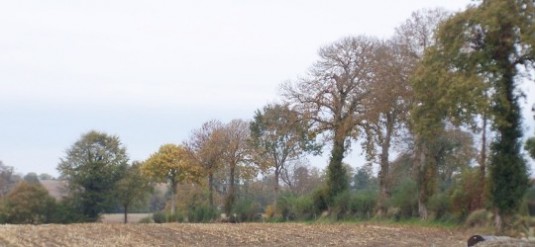 Linéaire de haie de l’exploitation