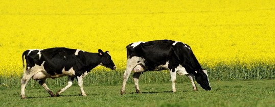Le tourteau de colza participe à l'auto-approvisionnement en protéines végétales, photo Proléa