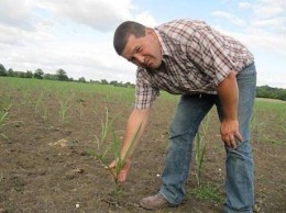 Guillaume Lamier sur une parcelle plantée en miscanthus