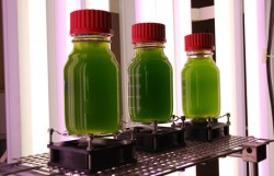 Biocarburants, le CEA sur la piste de la troisième génération