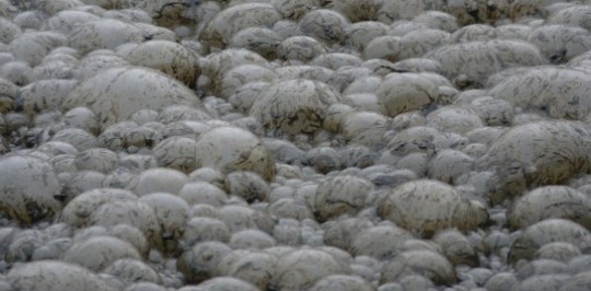 Bulles de biogaz à la surface d'un digesteur, photo Frédéric Douard