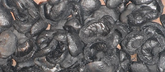 Charbon de coques de noix de cajou, photo Rogead-Cefrepade